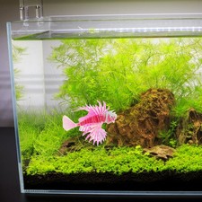  Floating Fish Tank