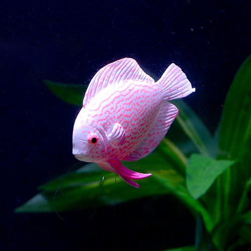 Aquarium fish tank luminous - fish,